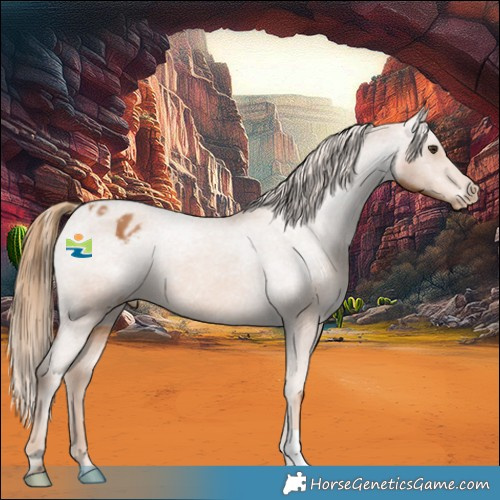 Horse Color:Chestnut Appaloosa 