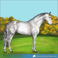 Horse Color:Gray Liver Chestnut Sabino Appaloosa 