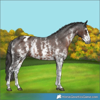 Horse Color:Gray Liver Chestnut Sabino Blanket 