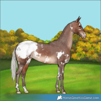 Horse Color:White Spotted Silver Brown Appaloosa 