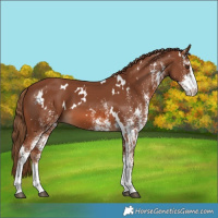Horse Color:White Spotted Chestnut 