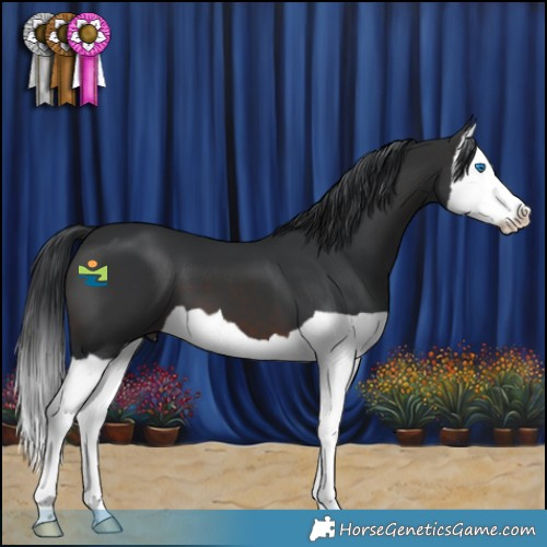 Horse Color:Brown Splash 