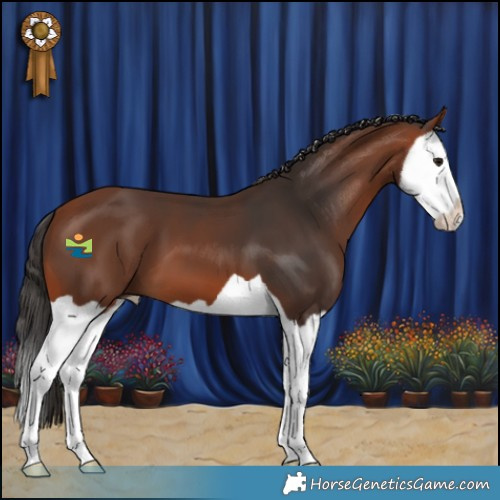 Horse Color:Bay Splash 