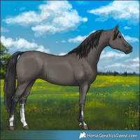 Horse Color:Grullo Sabino Rabicano 