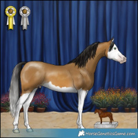 Horse Color:Gray Amber Cream Champagne Splash