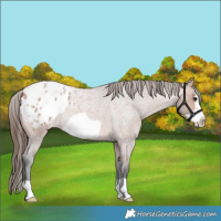 Horse Color:Bay Roan Frame Appaloosa 