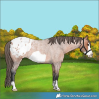 Horse Color:Bay Roan Frame Appaloosa