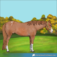 Horse Color:Chestnut Appaloosa