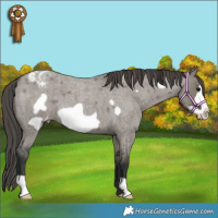 Horse Color:Grullo Roan Frame Blanket 