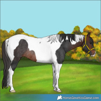 Horse Color:Brown Tobiano Rabicano 