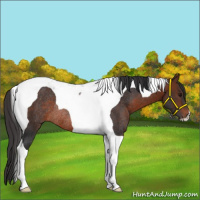 Horse Color:Brown Tobiano Rabicano 