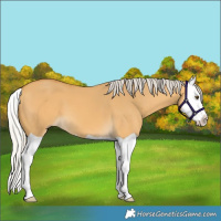Horse Color:Silver Buckskin Dun Splash 