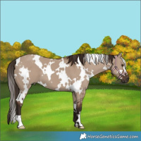 Horse Color:White Spotted Liver Red Dun 