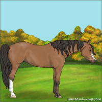 Horse Color:Bay 