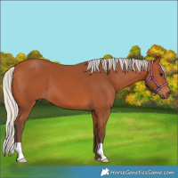 Horse Color:Silver Bay 