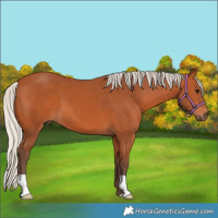 Horse Color:Silver Bay 
