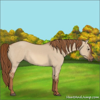 Horse Color:Red Dun Rabicano