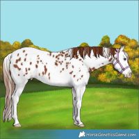 Horse Color:White Spotted Chestnut Splash Near Leopard 