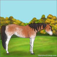 Horse Color:White Spotted Bay Roan