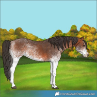 Horse Color:White Spotted Bay 