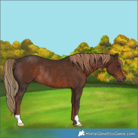 Horse Color:Liver Chestnut Rabicano 