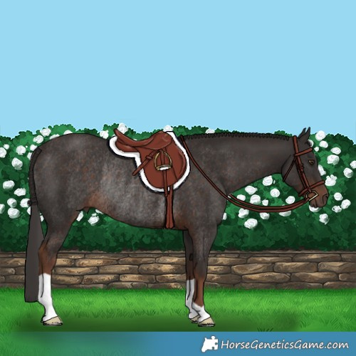 Horse Color:Liver Chestnut Rabicano 