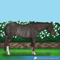 Horse Color:Liver Chestnut Rabicano 
