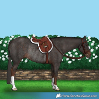 Horse Color:Liver Chestnut Rabicano