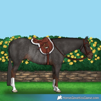 Horse Color:Liver Chestnut Rabicano