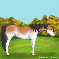 Horse Color:White Spotted Bay 