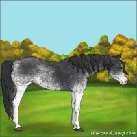 Horse Color:White Spotted Black