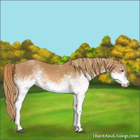 Horse Color:White Spotted Chestnut 