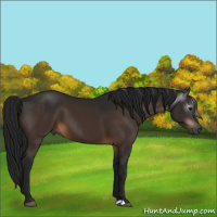 Horse Color:Gray Bay 