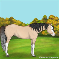 Horse Color:Bay Dun Splash 