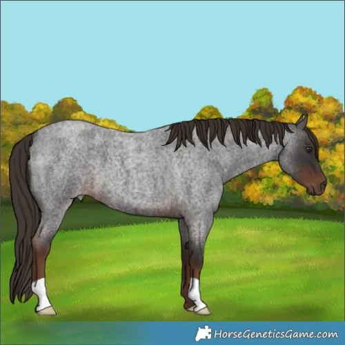 Horse Color:Liver Red Roan 