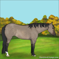 Horse Color:Brown Dun