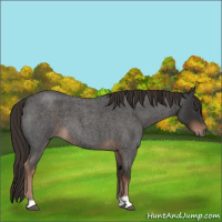 Horse Color:Liver Red Roan 