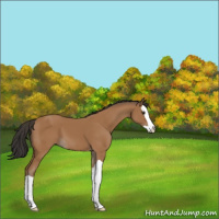 Horse Color:Bay Splash 