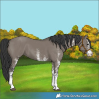 Horse Color:White Spotted Grullo
