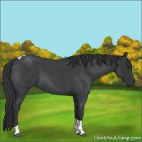 Horse Color:Blue Roan Tobiano 