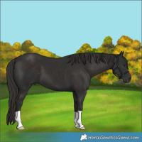 Horse Color:Liver Chestnut 