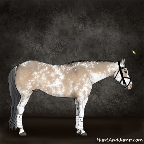 Horse Color:Brown Dun Sabino