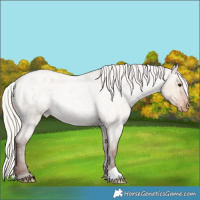 Horse Color:Silver Bay Roan Dun Varnish Rabicano