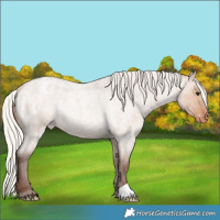 Horse Color:Silver Bay Roan Dun Appaloosa Rabicano