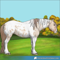 Horse Color:Bay Dun Tobiano Appaloosa Rabicano