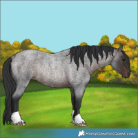 Horse Color:Brown Roan Rabicano 
