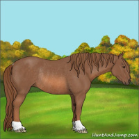 Horse Color:Chestnut Rabicano