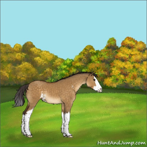 Horse Color:Buckskin Dun Sabino Splash 