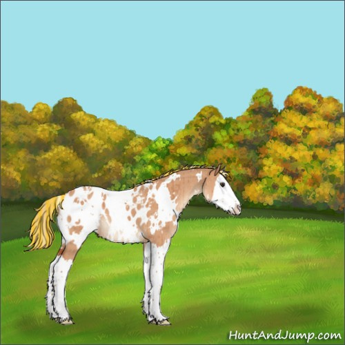 Horse Color:Painted White Spotted Silver Bay Dun Splash Appaloosa Brindle 