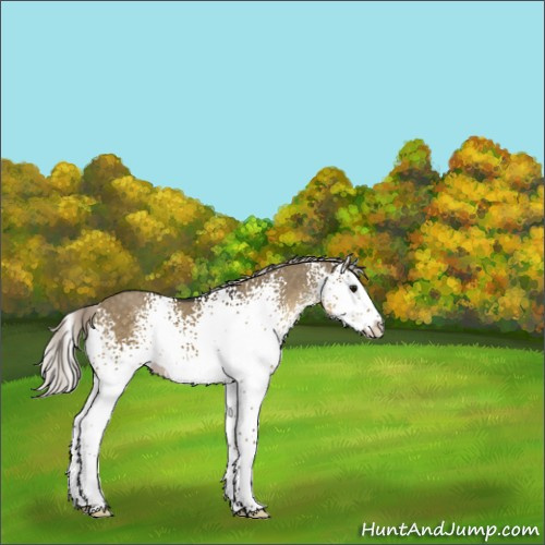 Horse Color:White Spotted Silver Smoky Grullo Splash 